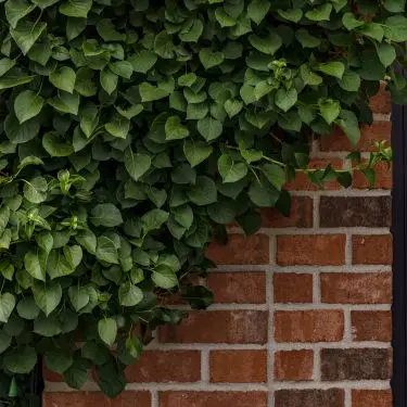 4 slyngplanter du kan plante i skygge